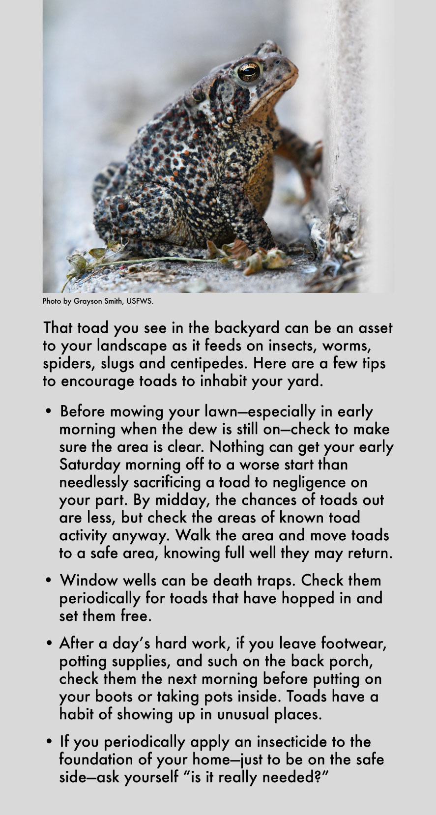 A graphic with a photo of an American toad at the top and text underneath explaining why backyard toads are an asset to your landscape.