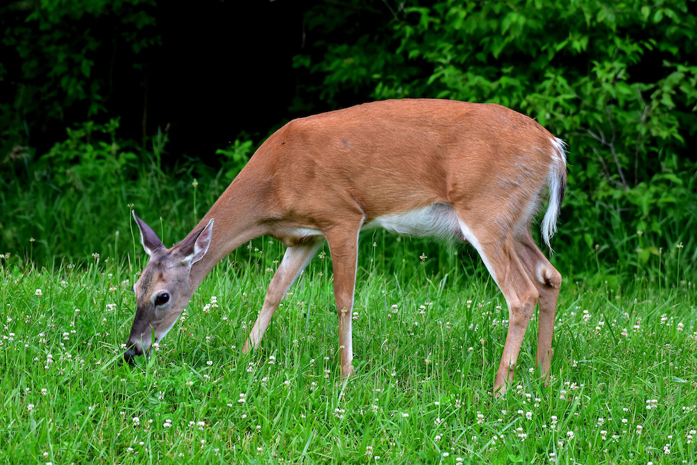 Along the edge of a woodland and a grassy area, a reddish adult female white-tailed deer grazes on grass during the summer. 