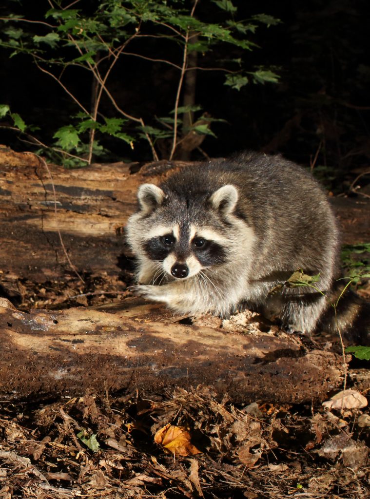 Outdoor Illinois Journal 40 Years of Raccoon Trapping in Illinois