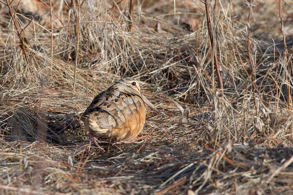 A small brown, gray, and black bird with a long beak is surrounded by tan grasses.