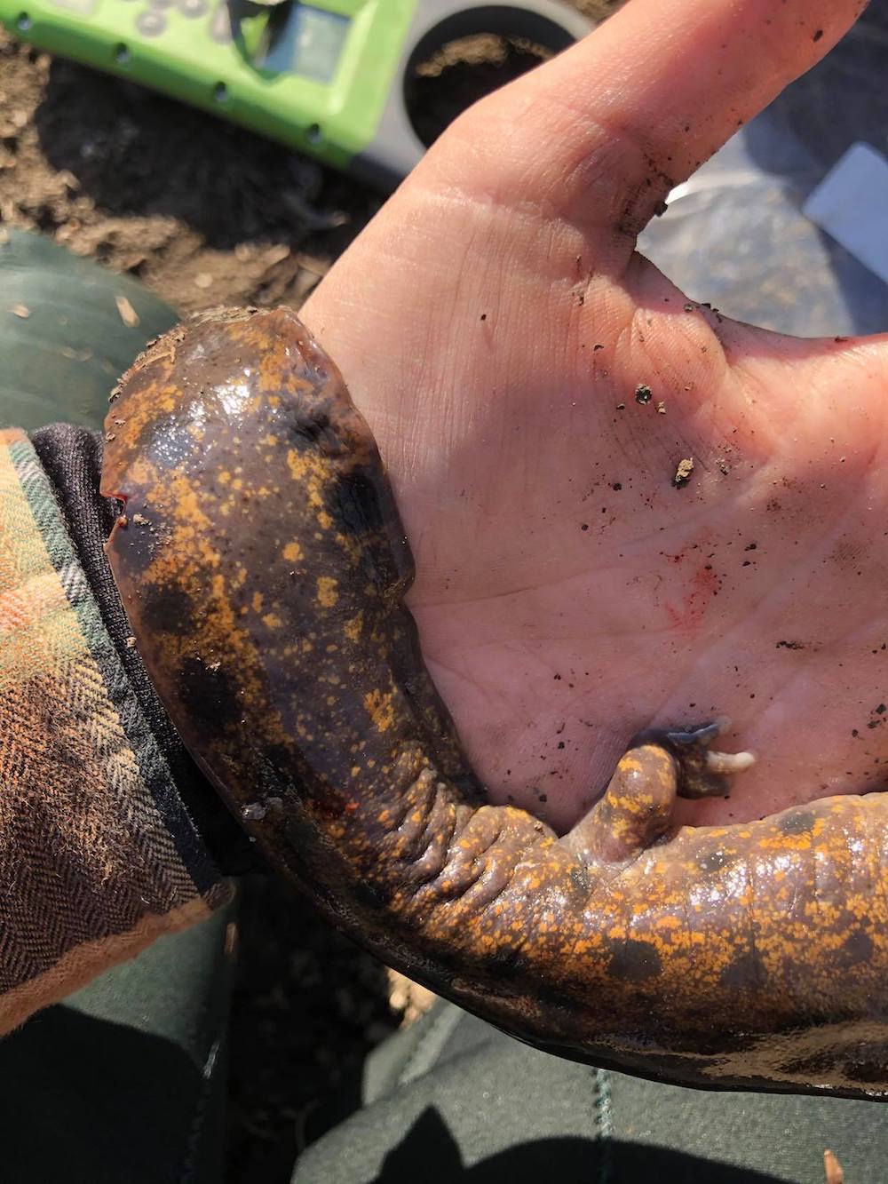 A close-up image on a mudpuppy salamander being held by a researcher indicating a notch in a mudpuppy salamander's tail. 