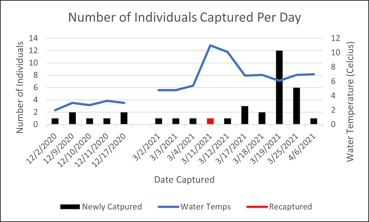 A bar graph comparing the number of captured individuals each day to water temperatures across the duration of the study