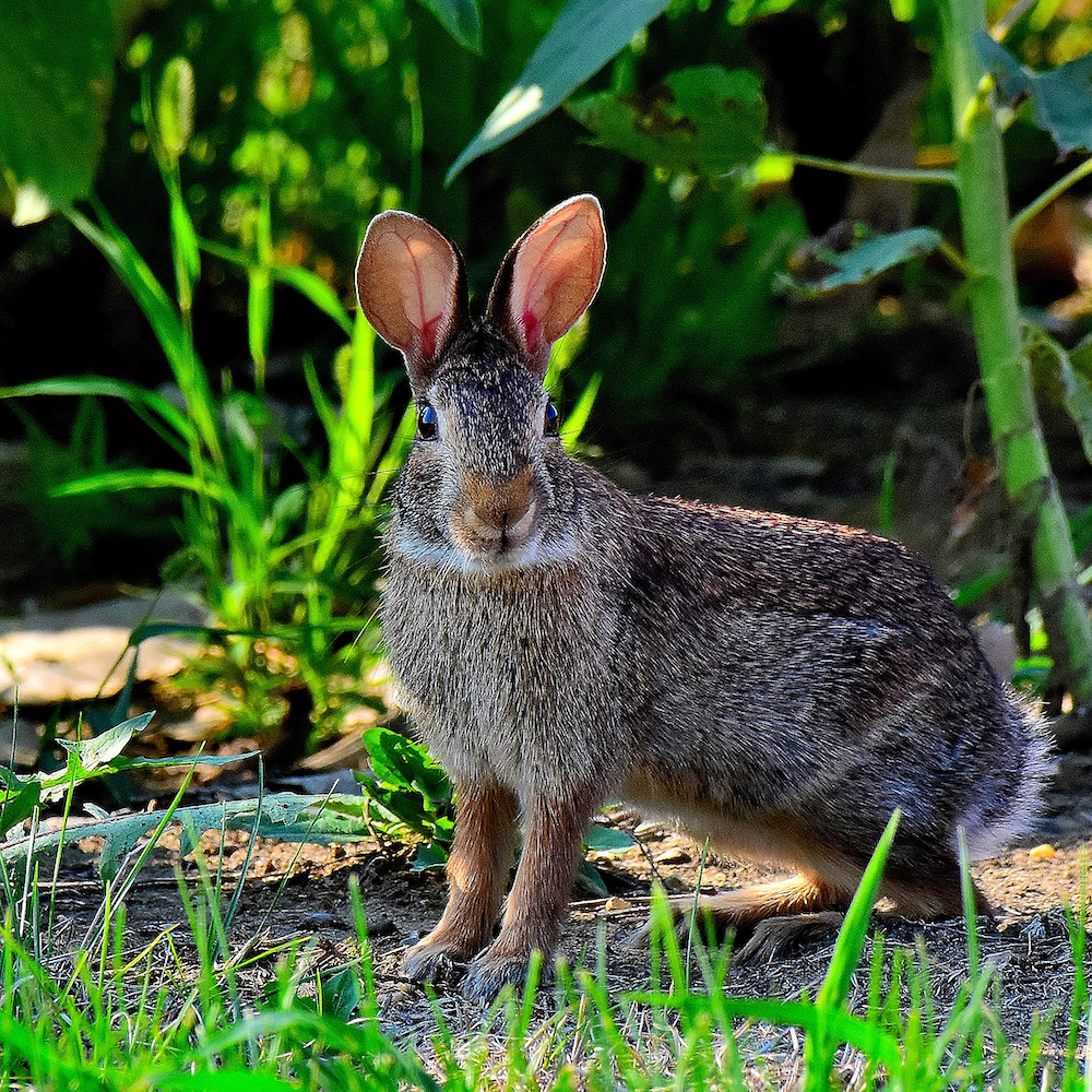 A gray and tan cotton-tailed rabbit pauses with ears perked-up and alert on the edge of a sunflower patch. 