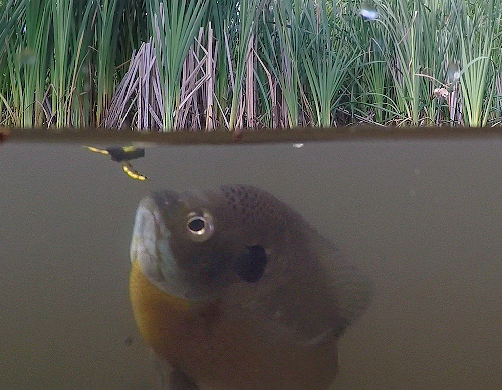 A green fish with yellow on its belly investigates a bug on the water's surface. Cattails and vegetation on above the water level and in the background.