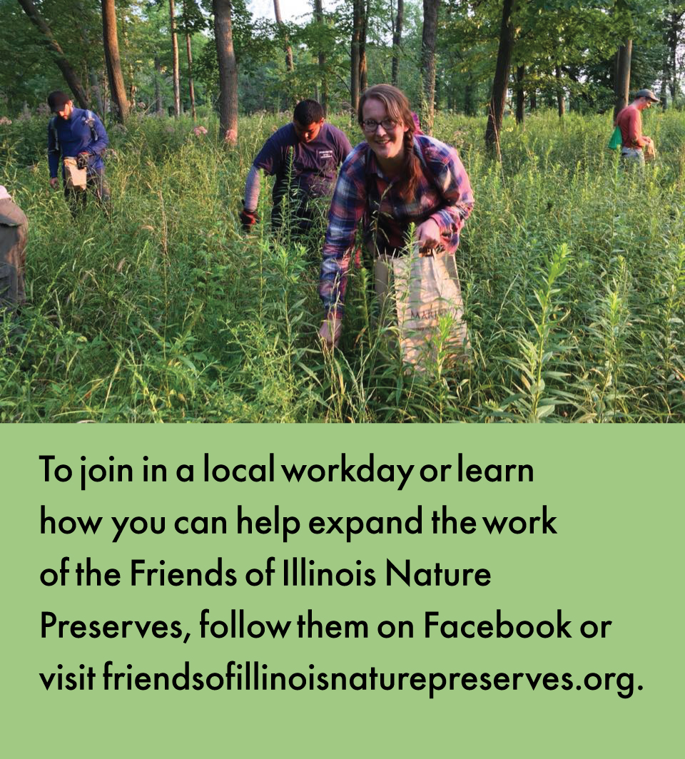 A scene of a group of individuals collecting seeds in a lush green summer savanna. Below the photo is text explaining to learn more or join a local workday follow Friends of Illinois Nature Preserves on Facebook or visit  friendsofillinoisnaturepreserves.org.