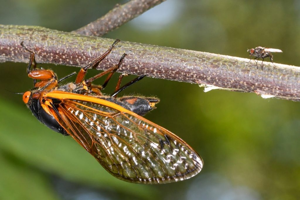 Outdoor Illinois Journal: The Magical Screaming Cicadas