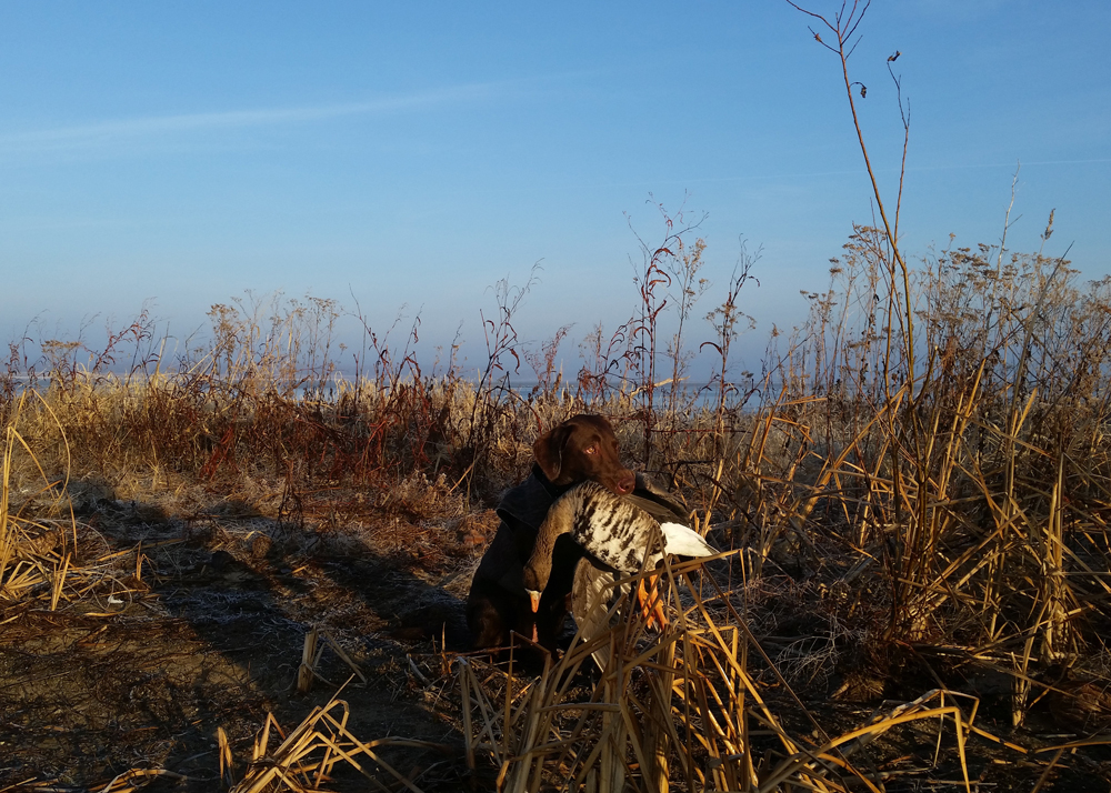 A brown hunting dog holds a harvested goose in its mouth. The dog is surrounded by tan, brown vegetation and a wetland. 