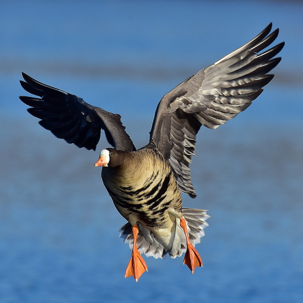 A gray, tan, and black goose with a speckled breast and underside descends on a wetland. Water is in the background.