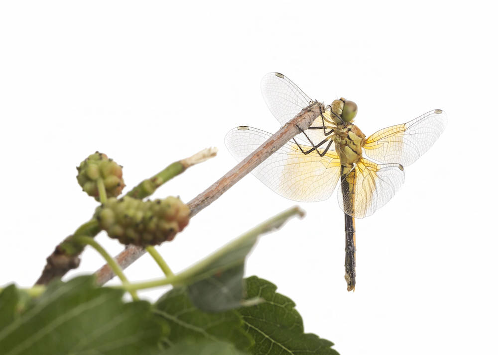 A dragonfly with ombre clear to yellow wings perches on the end of a stick. Green leaves and berries are in the foreground.