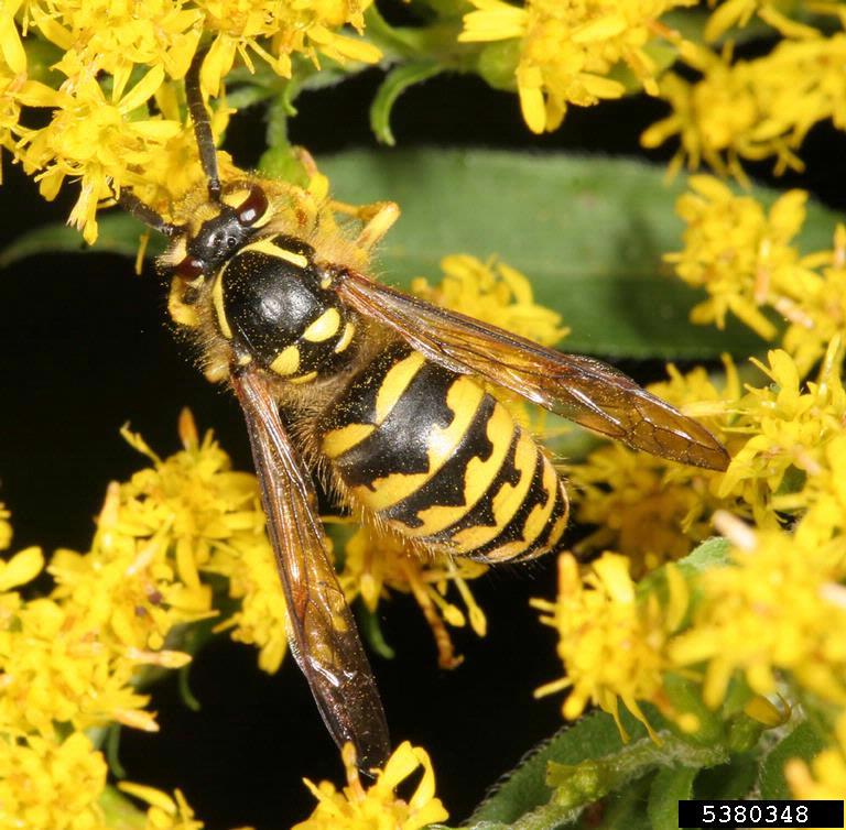 A hairy yellow and black yellowjacket wasp nectars on a grouping of yellow flowers. In the background is some green leaves of the yellow flowering plant.