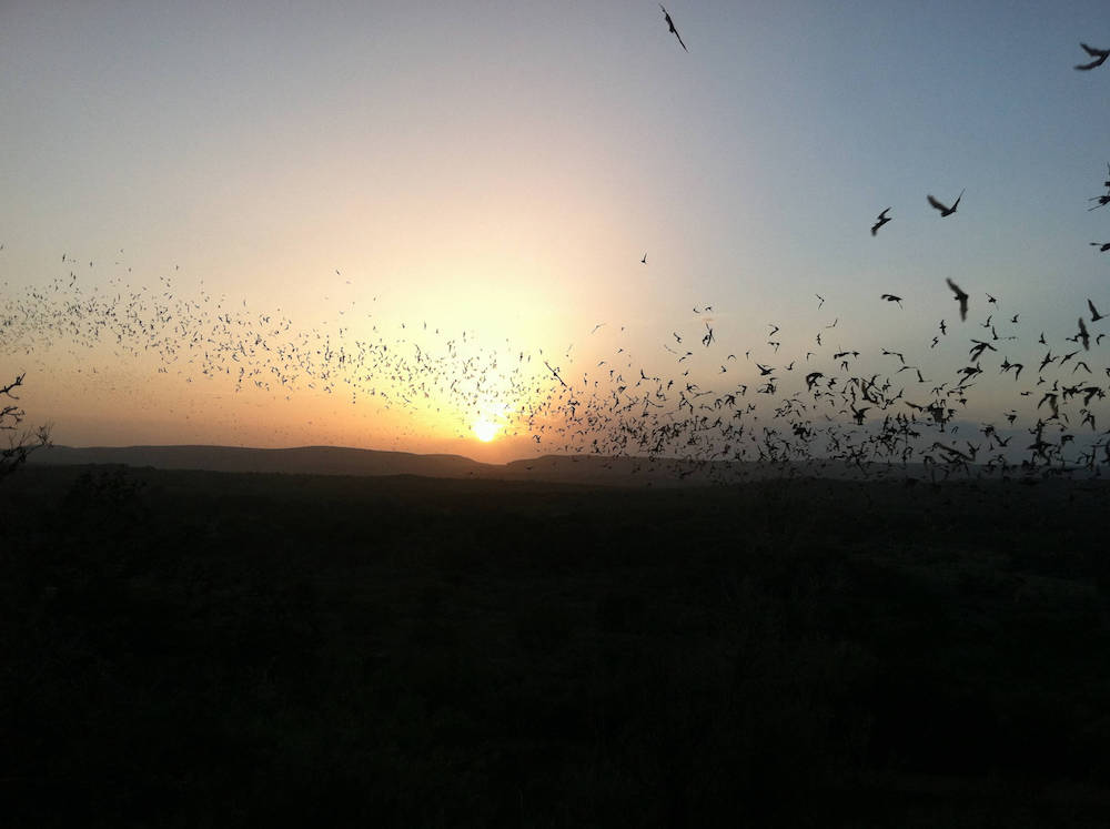 A colony of bats fly towards a sunset. Silhouetted hills are in the background.