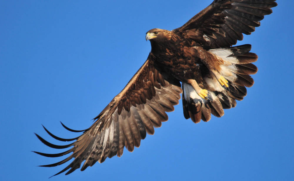 A brown and white eagle soars against a bright blue sky.