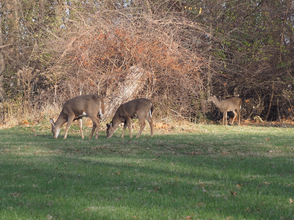 Two white and tan white-tailed deer browse on green grass in a mowed grassy area. In the background another white-tailed deer stands along the edge of the grassy area and a woodland. The deer stands alert.