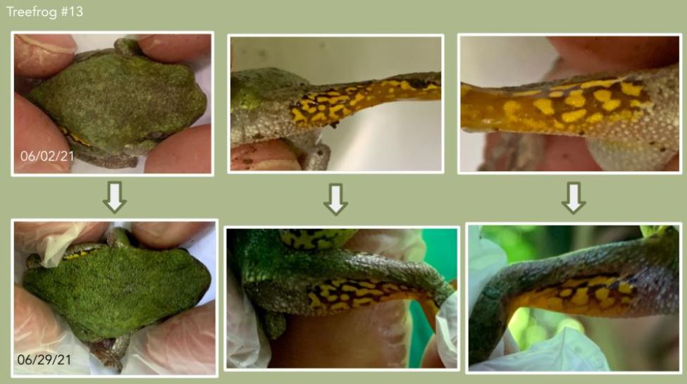 Six images comparing various aspects of a treefrog frog that is green with yellow splotches. Two images are the treefrog's back, and the other four images are comparing its hind legs.