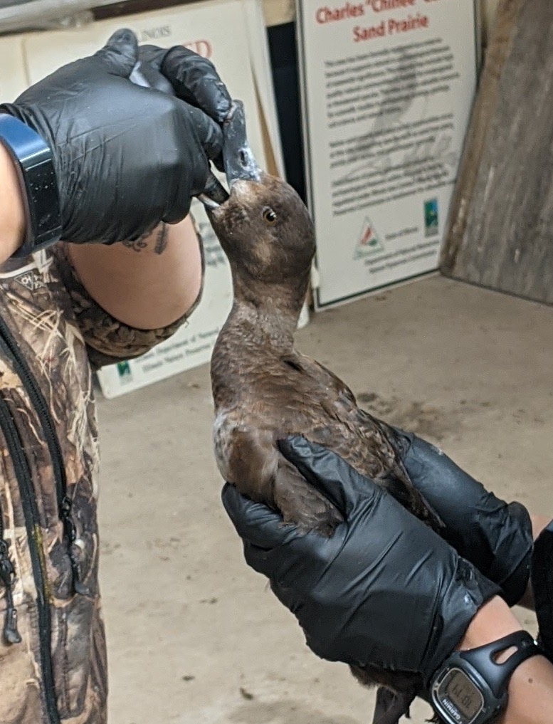 One researcher holds a wild brown duck while the other researcher feeds the duck with a syringe. Both researchers are wearing black plastic gloves. 