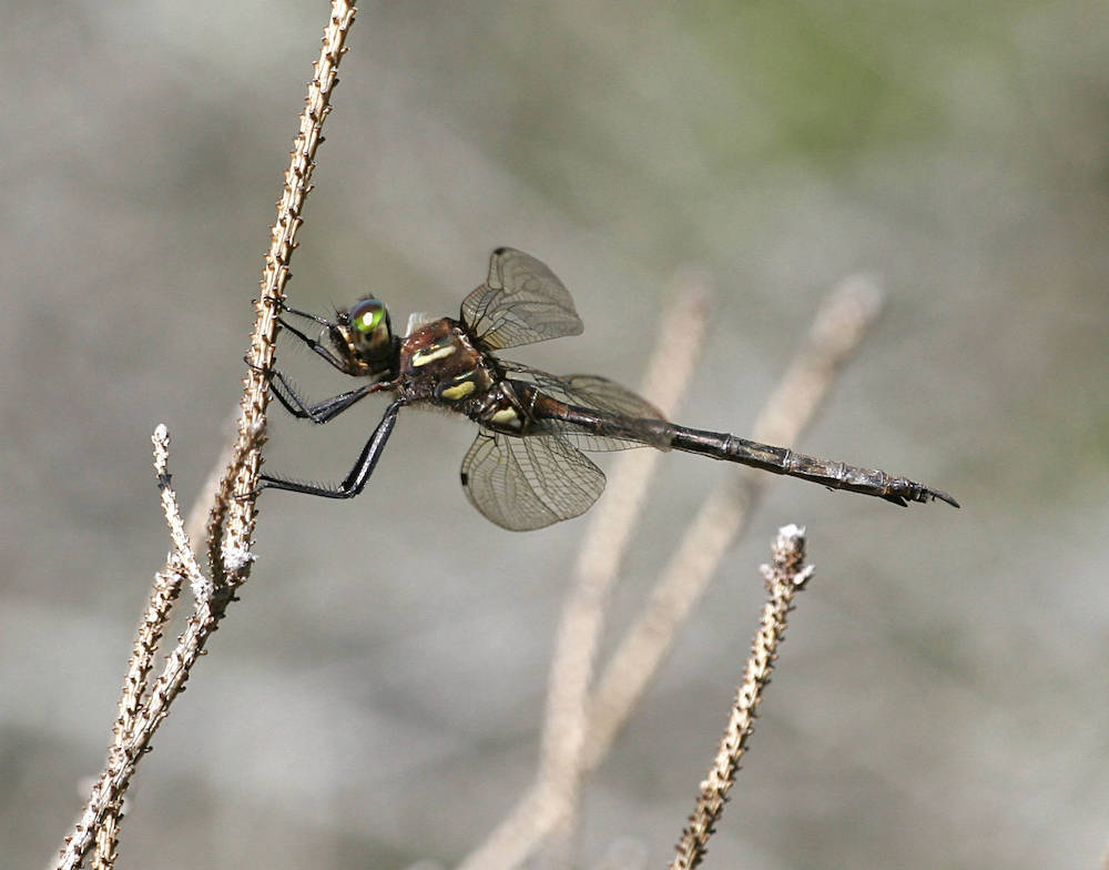 A brown and yellow dragonfly with a green head and clear wings perches on a stick. 