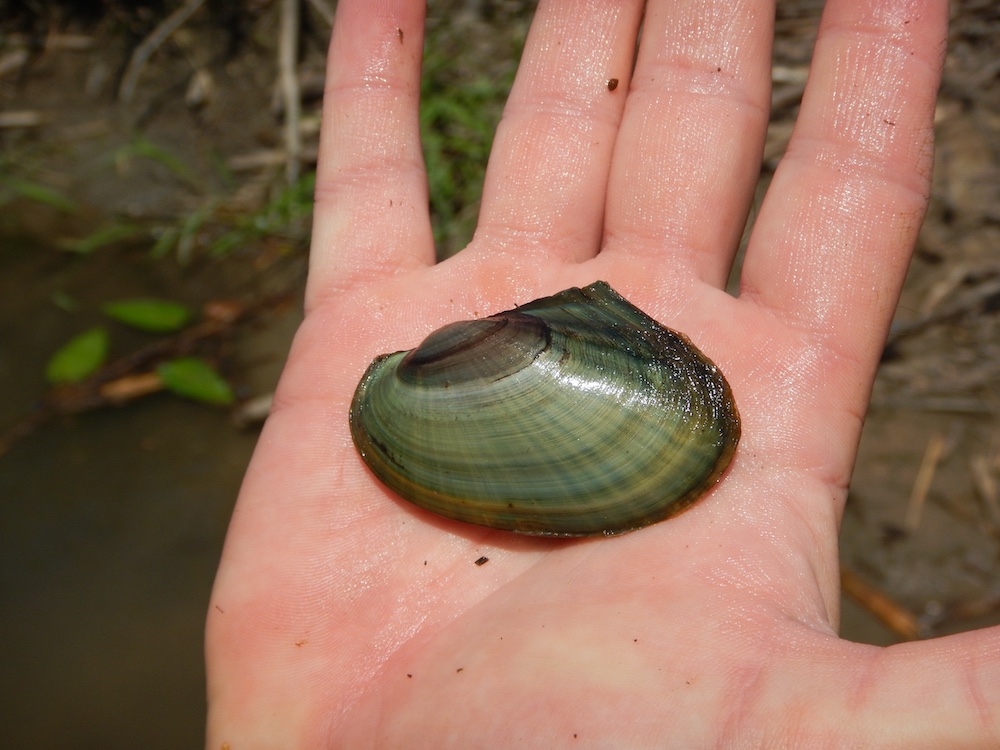 In the palm of an individual's hand is a small freshwater mussel. In the background is the shoreline of a stream.