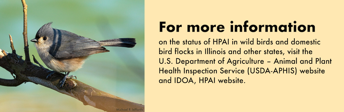 A graphic with a photo to the left of a gray and cream colored bird with a feathered crest on its head perched on a tree branch. To the right is text indicating where one can learn more about Avian influenza. 