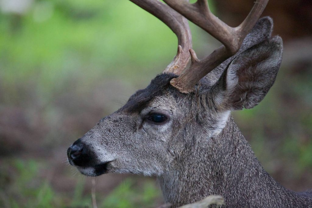 Outdoor Illinois Journal: Nonagenarian Deer Hunter