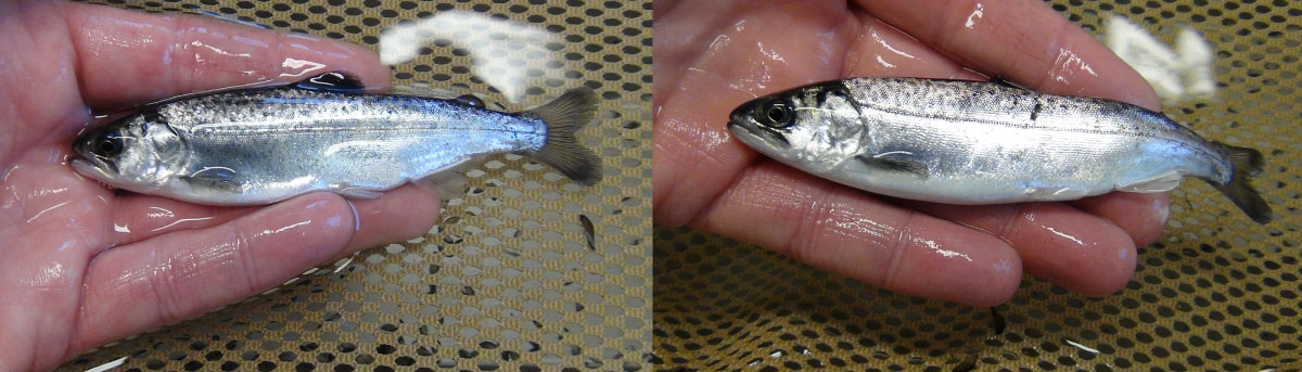 Two small silver and dark gray mottled fish are held in a technician's hand. The fish on the left has an adipose fin intact, and the fish on the left has its adipose fin clipped. In the background is a nylon netting submerged in water.