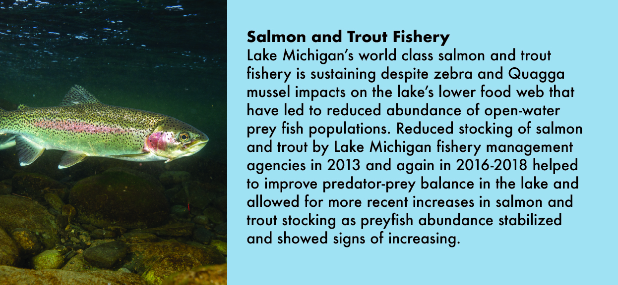 A graphic with a photo on the left and text on the right. The photo is of a green and bronze speckled fish swimming in a stream. The text to the right is about the salmon and trout fishery in Illinois.