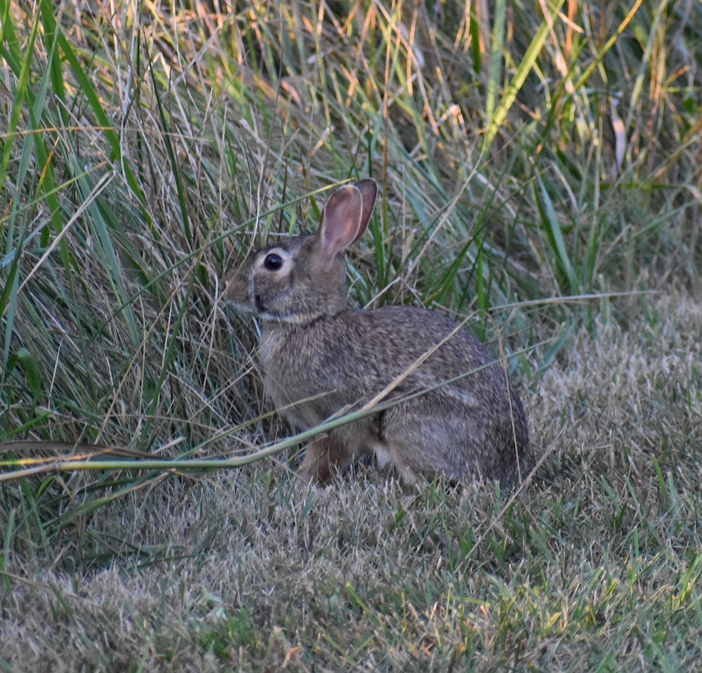  A brown and tan cotton-tail rabbit sits at the edge of a grassland. Short mowed grass is in the foreground and tall grasses are in the background.