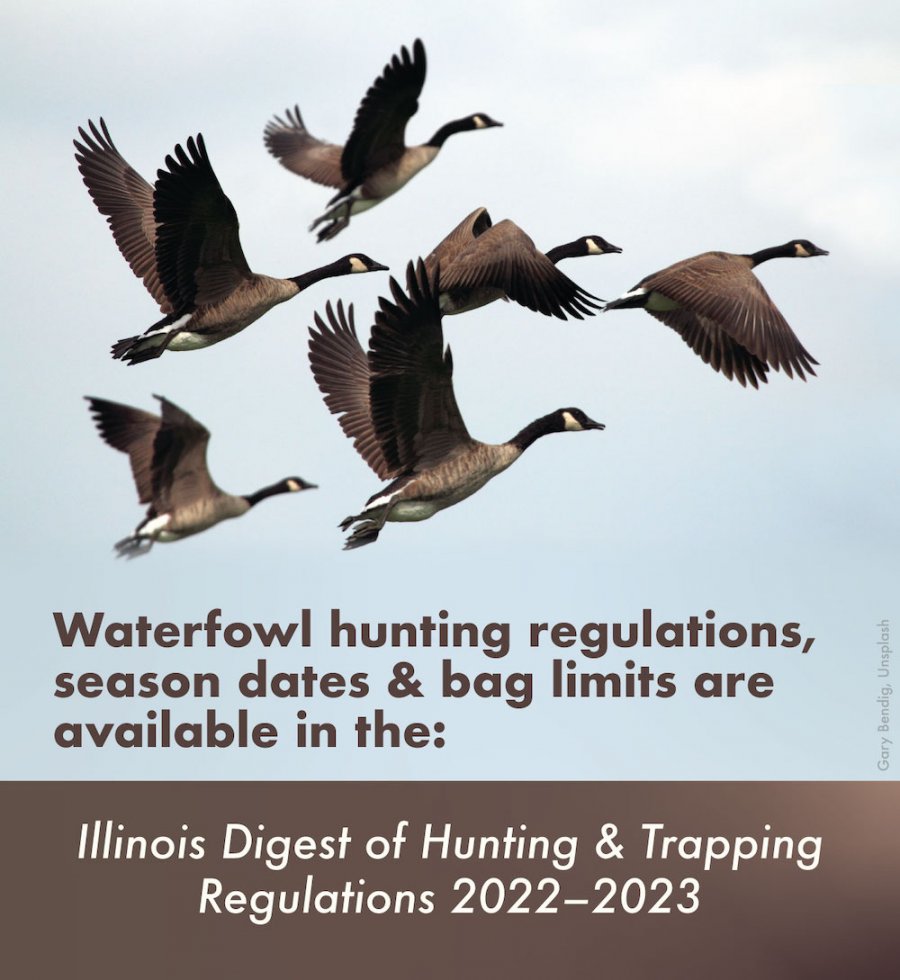 Waterfowl Overview and Outlook for 2022