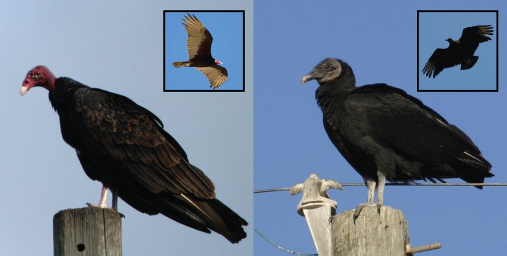 Outdoor Illinois Journal Managing Black Vulture Damage in Illinois