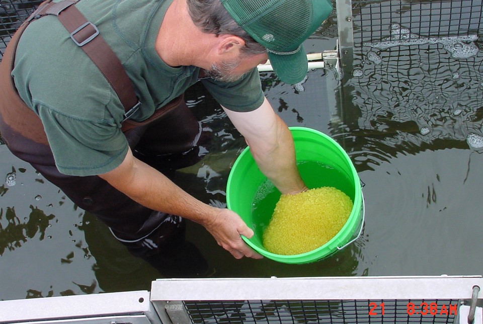 A fisheries biologist wades in knee-high water while checking hundreds of small round yellow catfish eggs in a mass submerged in water in a green five gallon bucket. The biologist is wearing waders and a green t-shirt and a green ball cap.