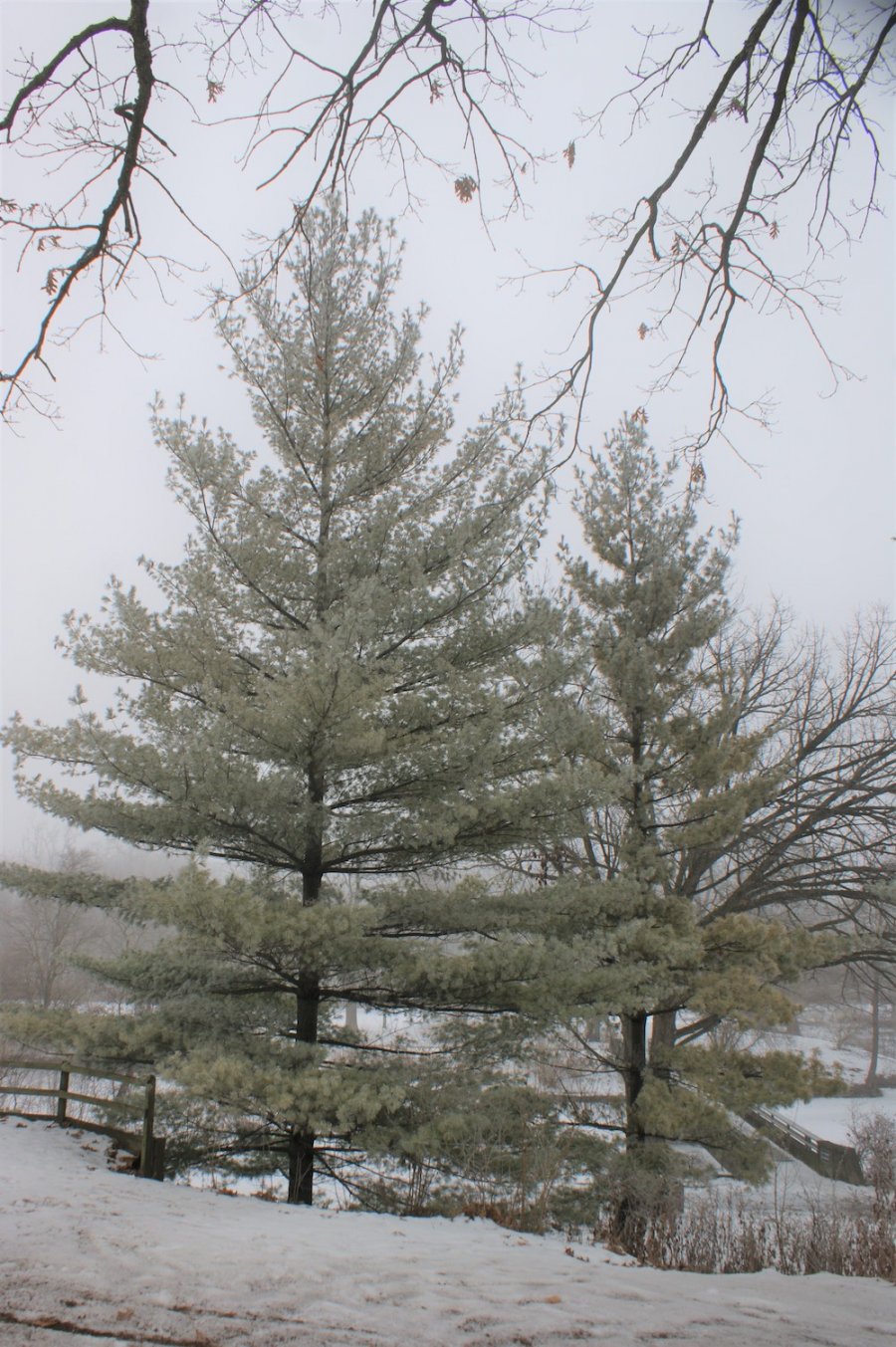 Outdoor Illinois Journal Native Conifers for Windbreaks?