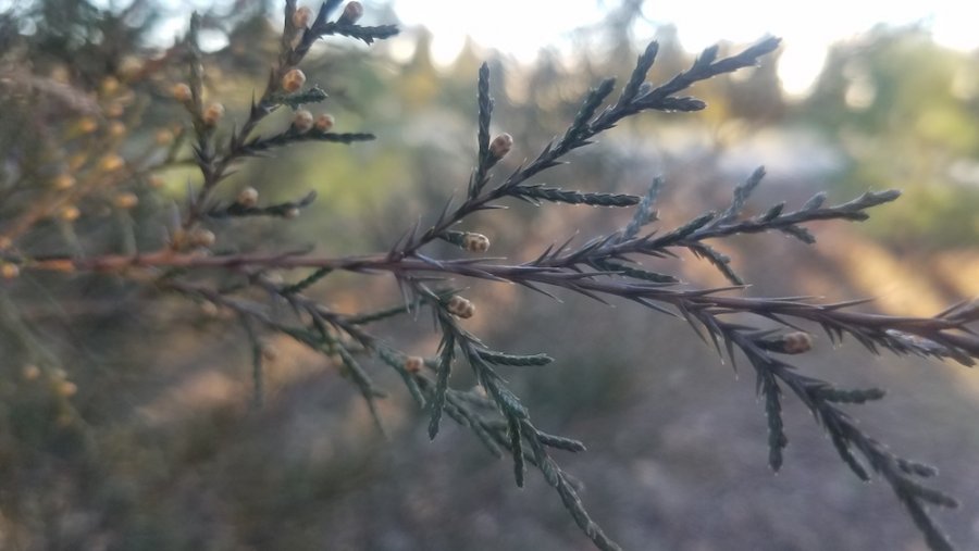 Outdoor Illinois Journal Native Conifers for Windbreaks?