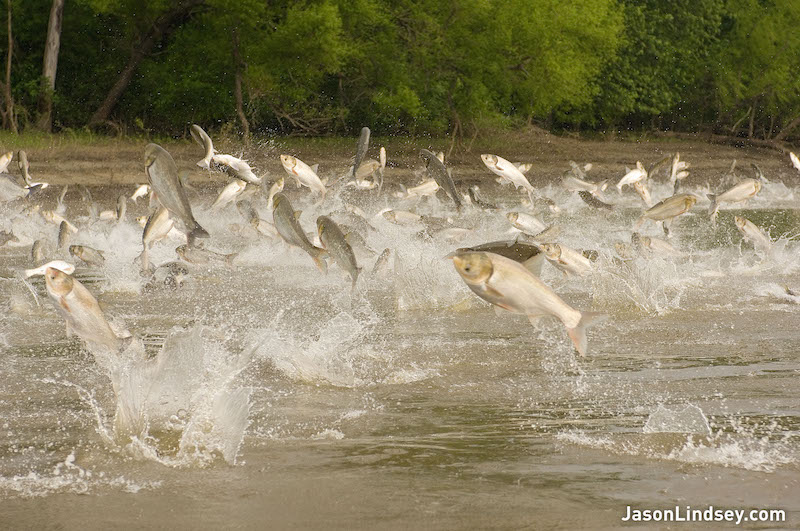 Hundreds of large silver-green fish leap from the surface of a freshwater river. In the background is a shoreline filled with trees.