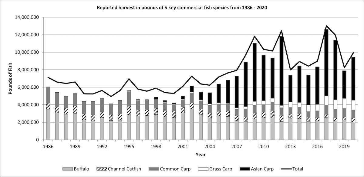 A chart showing the reported harvest in pounds of 5 key commercial fish species including buffalo, channel catfish, common carp, grass carp, and Asian carp from 1986 to 2020. Overall pounds of Asian fish caught increases dramatically from 1998 to 2020.