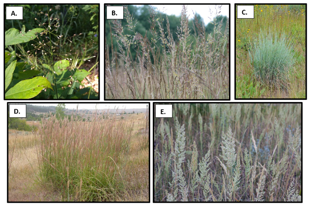 A graphic illustrating different grasses found in a sand prairie habitat in Illinois. There are five photos with three in one row and two photos in a row underneath the first. 