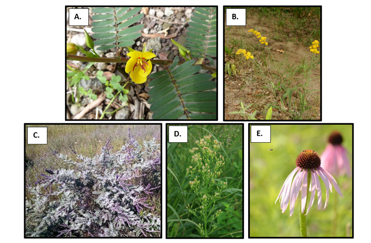 A graphic illustrating some common flowering plants found in Illinois sand prairie habitat. There are two rows with two images in the top row and three images in the bottom row. The first two images are yellow flowering plants. The bottom three images range from dark purple to light green to light pink flowering plants.