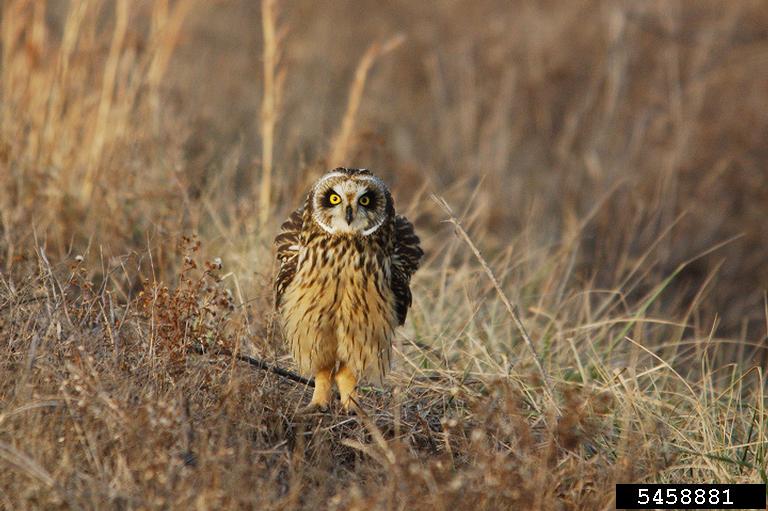 A brown and tan speckled owl stands in a tan grassland.