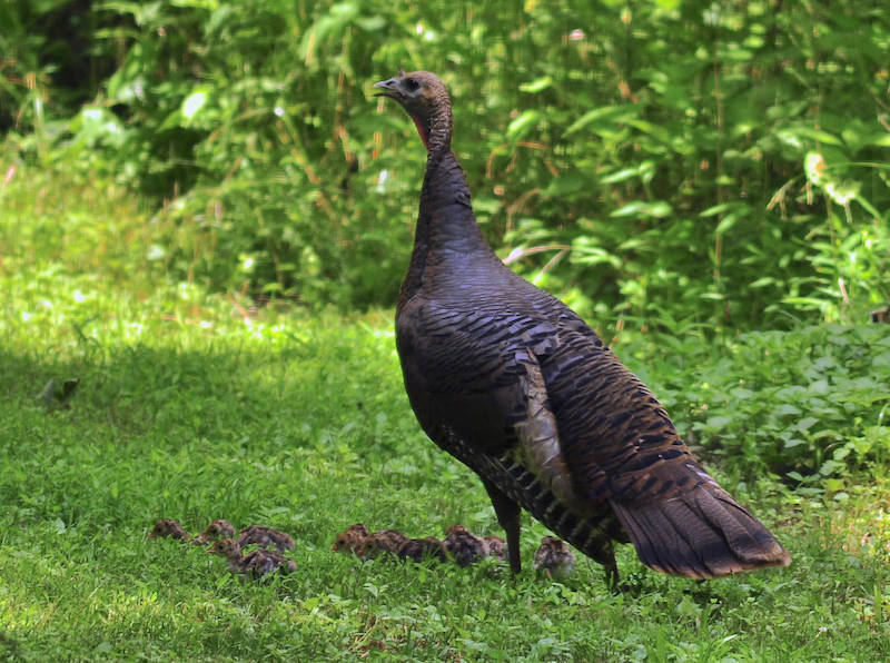 A brown and black mother wild turkey stands guard near her small fluffy brown, black, and tan chicks along the edge of some tall green vegetation.