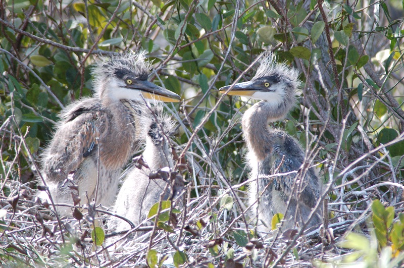 Three fuzzy-headed big birds sitting in a treetop nest.