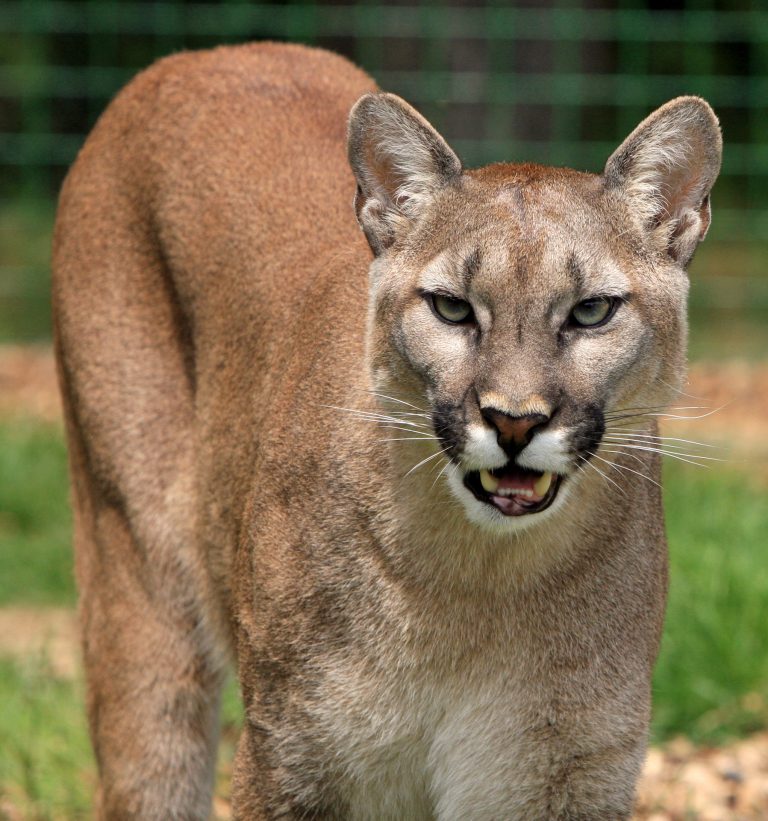 Outdoor Illinois Journal: A Tale of Two Big Cats: What We Learned About ...