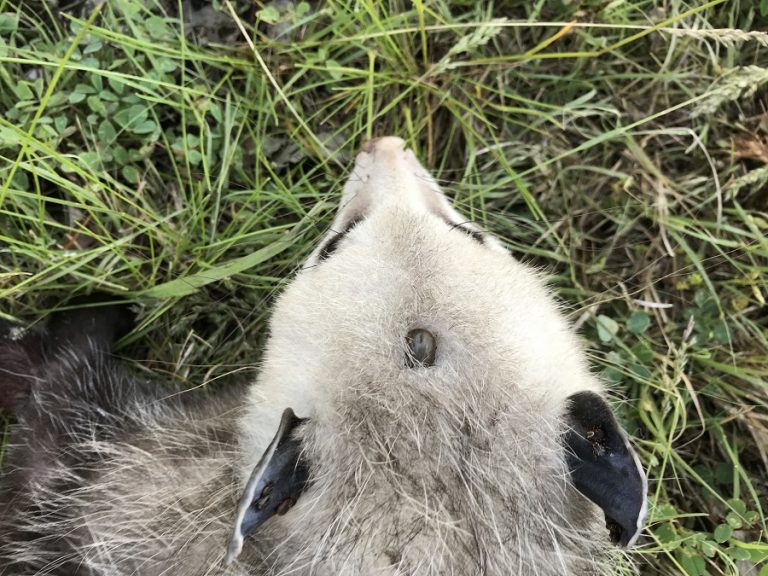 Opossum Eat Ticks Myth