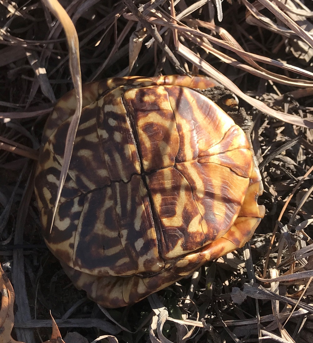 An ornate box turtle with its legs and head tucked into its shell.