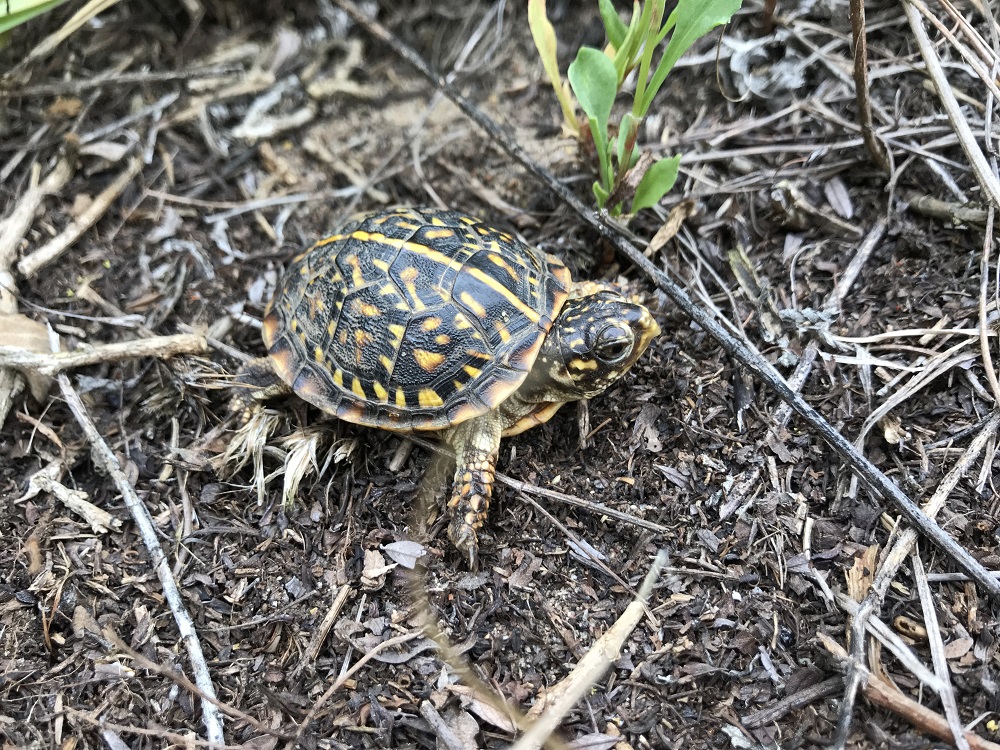 A young ornate box turtle moves over bare ground covered with small sticks and woody liter. The shell is dark greenish brown with yellow markings and a yellow line down the center of the shell.