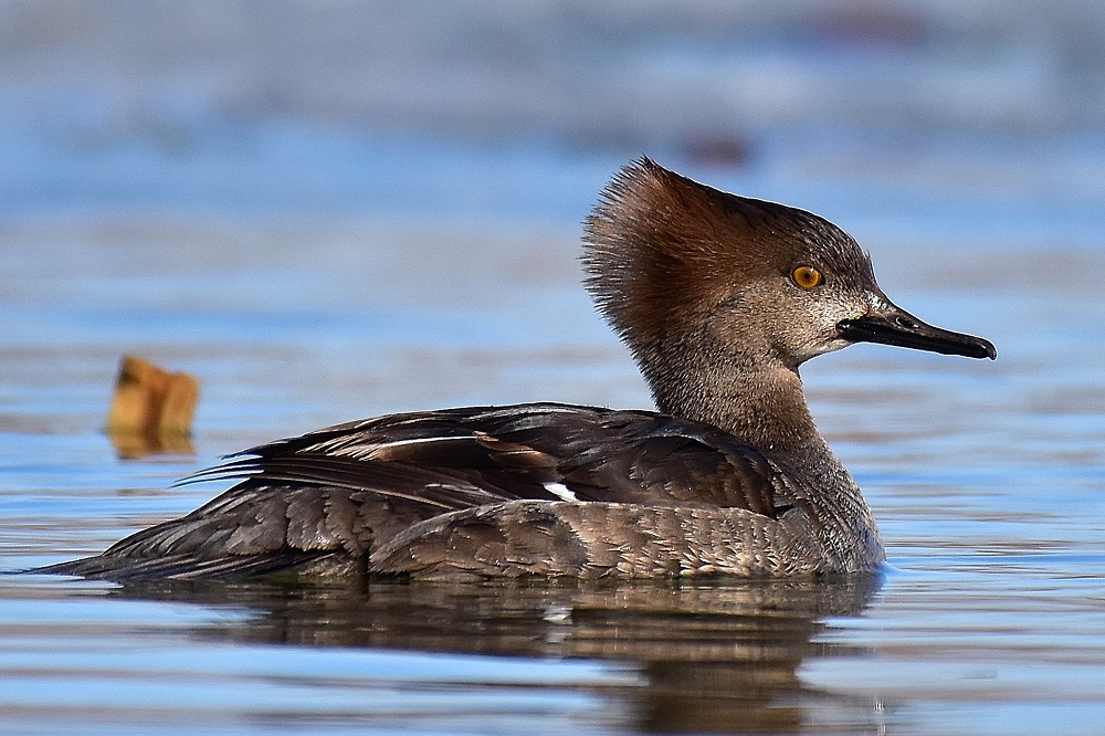 Female hooded mergansers have a narrow black bill like the males, but they have  brown faethers and rusty-colored eyes.