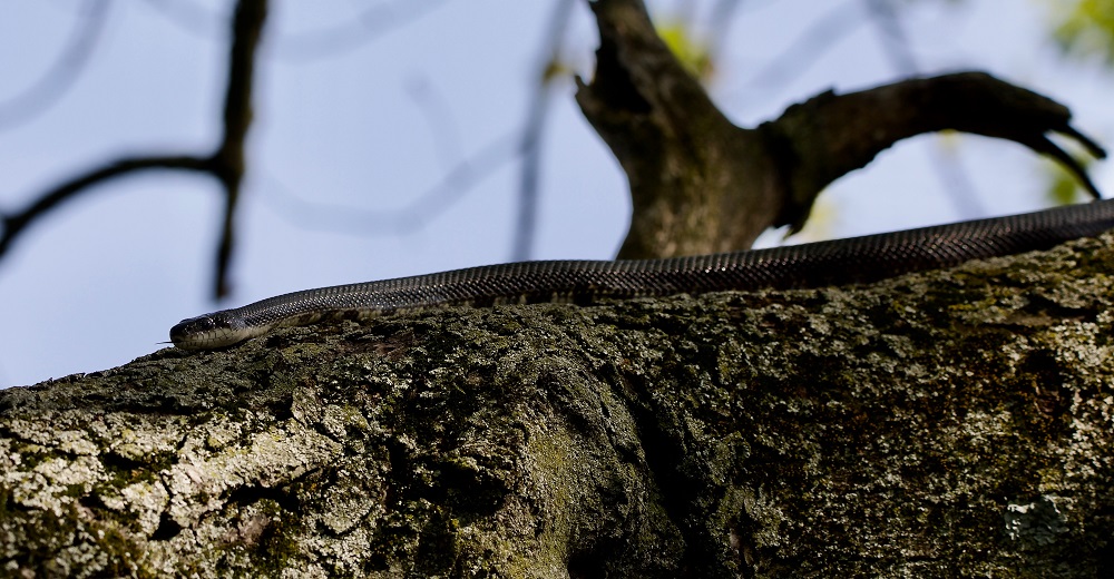 The gray ratsnake <i>(Pantherophis spiloides)<i/> may be found in the southern two-thirds of Illinois. The snake is a solid dark color on its back and mottled dark and light on the underside. It is stretched out moving along a rock  with its tongue out.