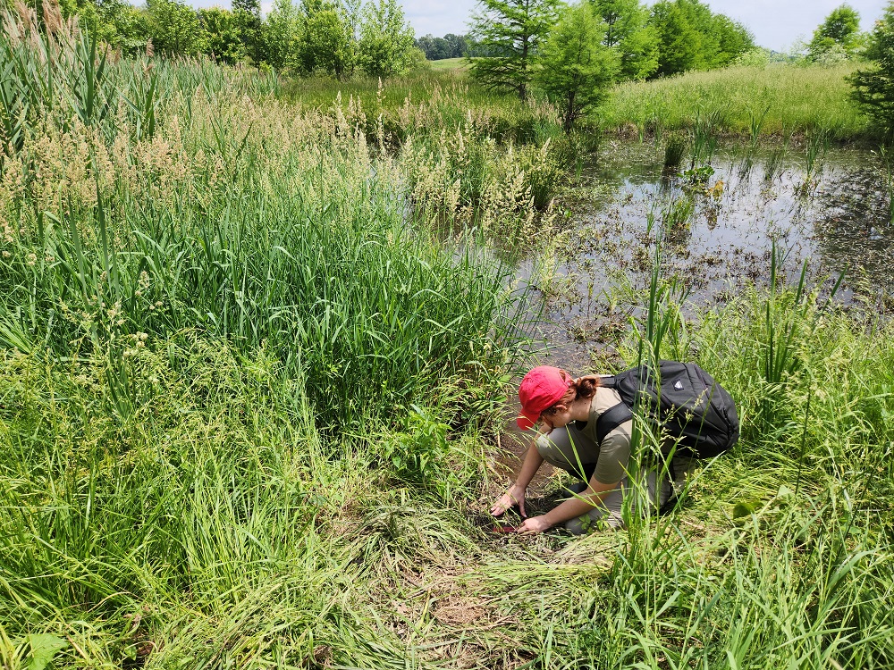 A female researcher wearing a red ballcap, tan colored shirt, and a large, black backpack kneels down to inspect a patch of trampled vegetation near a small, shallow pond.