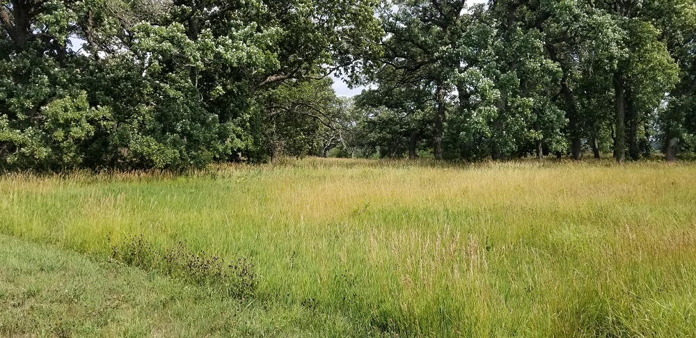 Savana habitat provides habitat for bobwhite quail. In this photo taken on a sunny day, a patch of cool season grasses and clovers grows around a stand of deciduous trees. There is a strip of mown grass in the lower left corner of the photo.