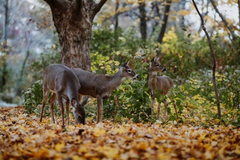 20232024 Illinois Deer Hunting Forecast