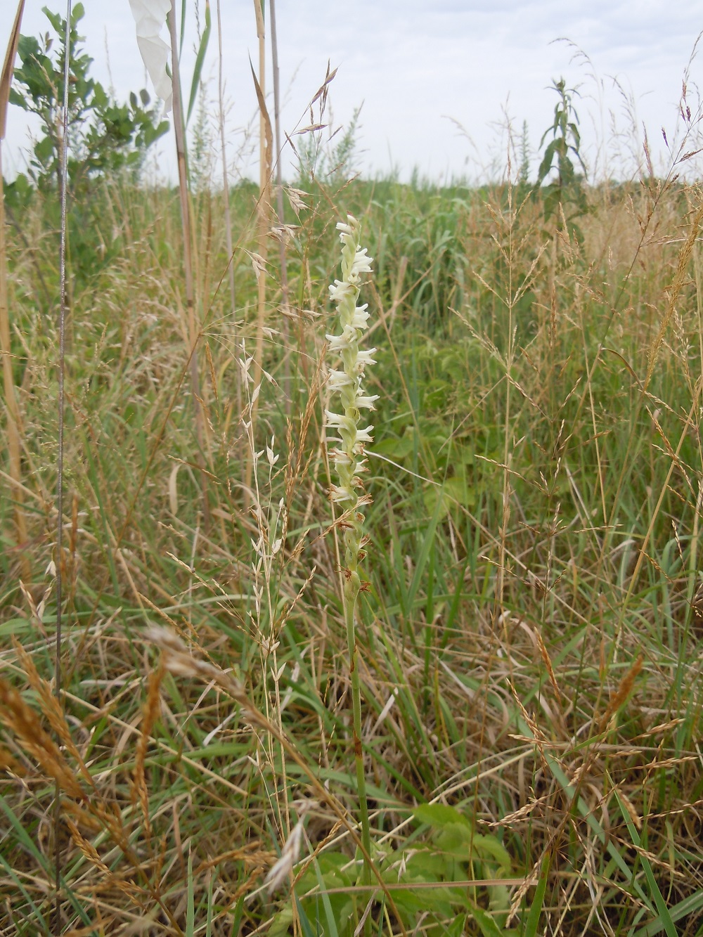 An Illinois endangered spring ladies' tresses orchid grows in a grassland surrounded by other forbs and tall grasses. The orchid is a spiral of small white flowers on a delicate green stem. 