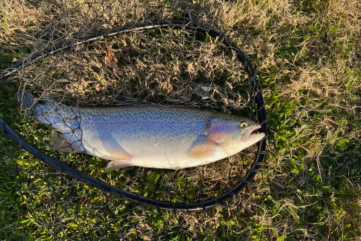 A beautiful rainbow trout of a good size sets lays within a net.
