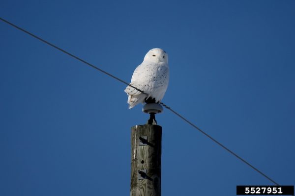 CAINGORMS SNOWY OWL VISITOR intelligence overview